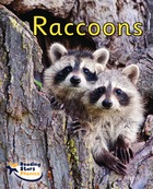 Raccoons