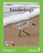 Sanderlings