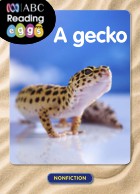 A gecko
