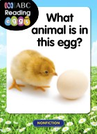 What animal is in this egg?