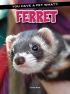 ferret