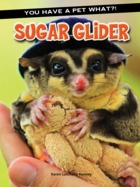 sugar glider