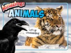Amazing Animals