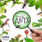 Amazing Ants