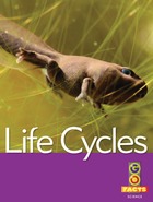 Life Cycles