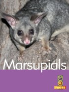 Marsupials