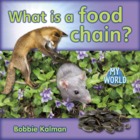 What is a food chain?
