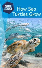 How Sea Turtles Grow