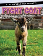 pygmy_goat