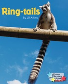 Ring-tails