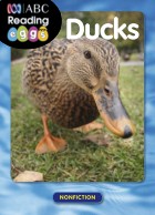 Ducks