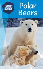 Polar Bears
